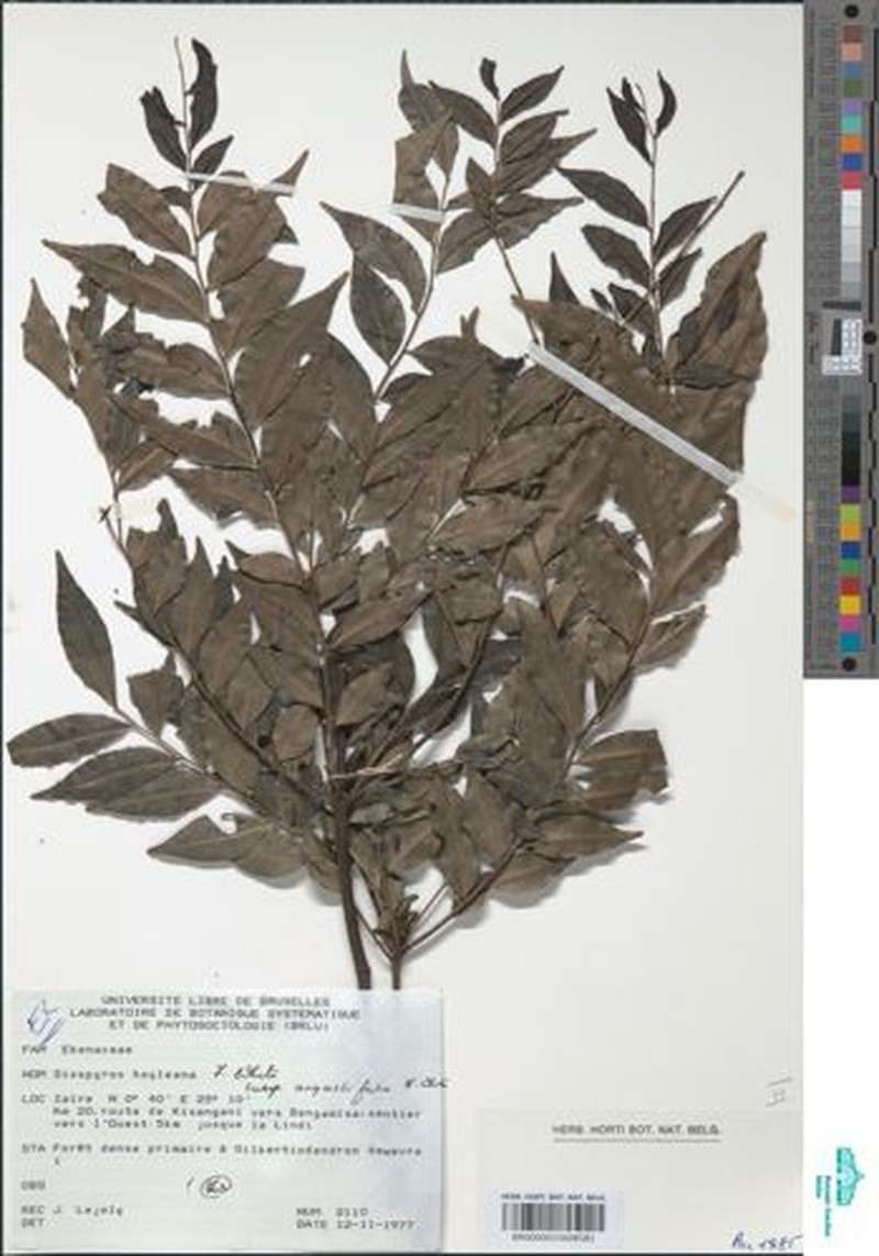Diospyros hoyleana subsp. angustifolia photo 4