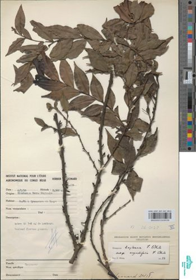 Diospyros hoyleana subsp. angustifolia photo 5