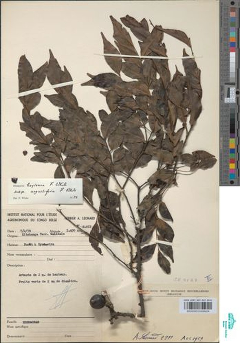 Diospyros hoyleana subsp. angustifolia photo 6