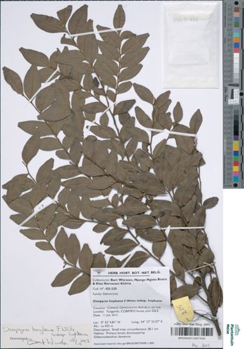 Diospyros hoyleana subsp. hoyleana