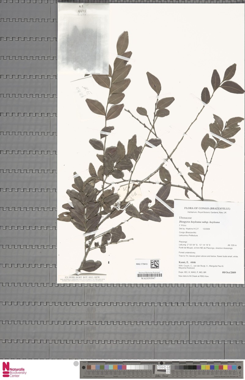 Diospyros hoyleana subsp. hoyleana photo 2