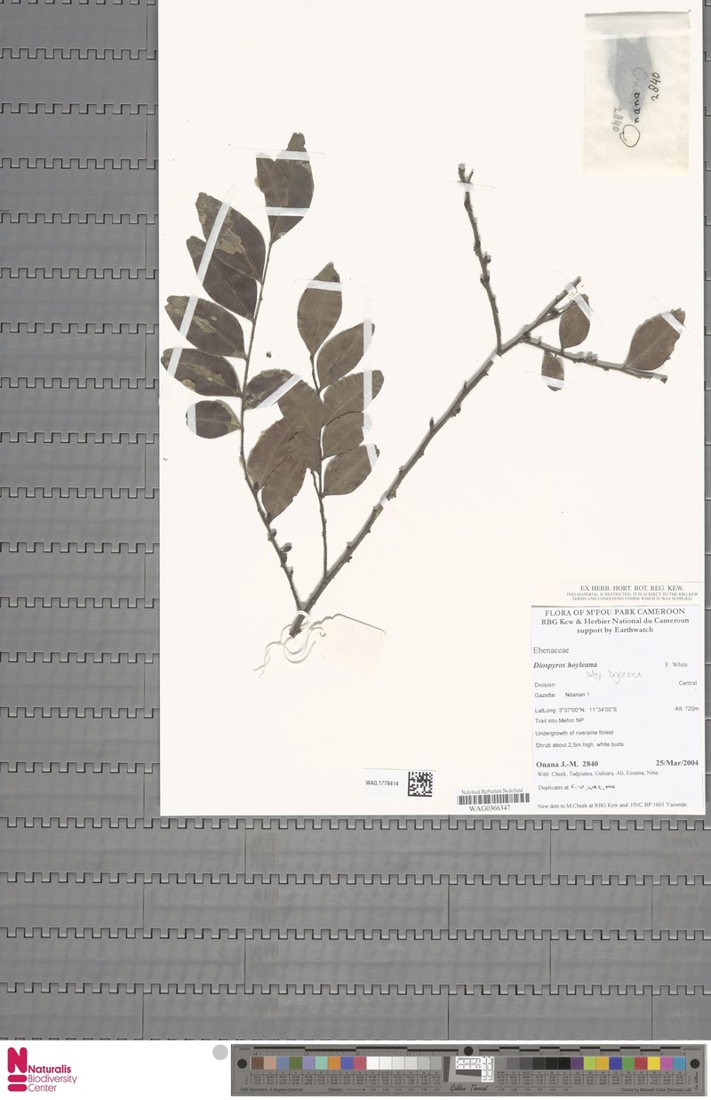 Diospyros hoyleana subsp. hoyleana photo 3