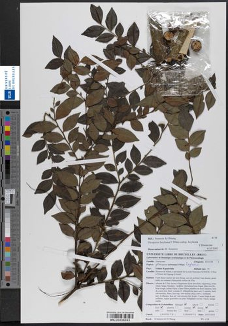 Diospyros hoyleana subsp. hoyleana photo 4
