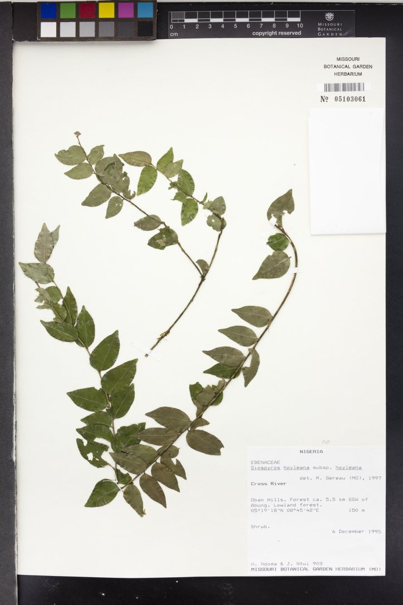Diospyros hoyleana subsp. hoyleana photo 5
