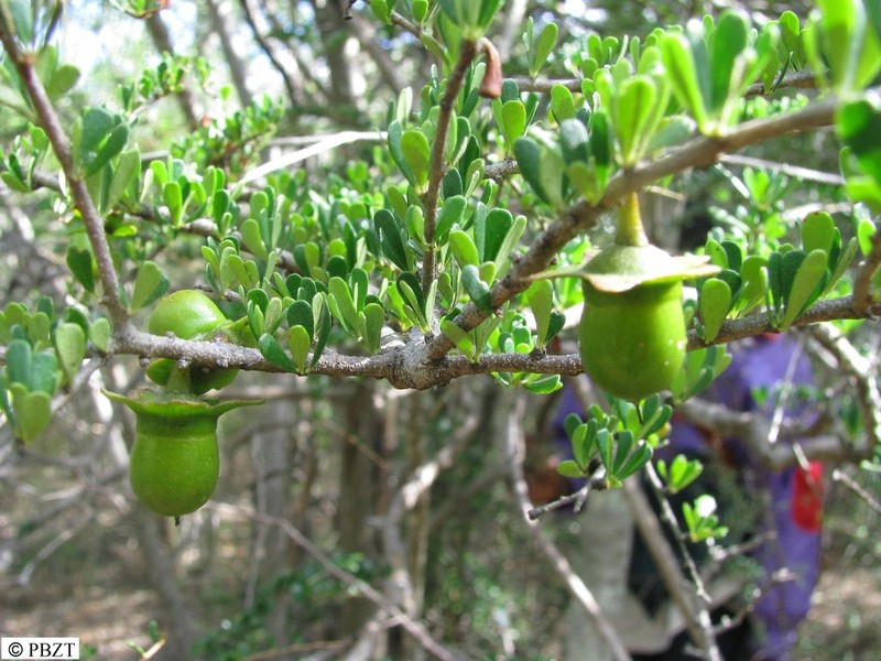 Diospyros humbertiana