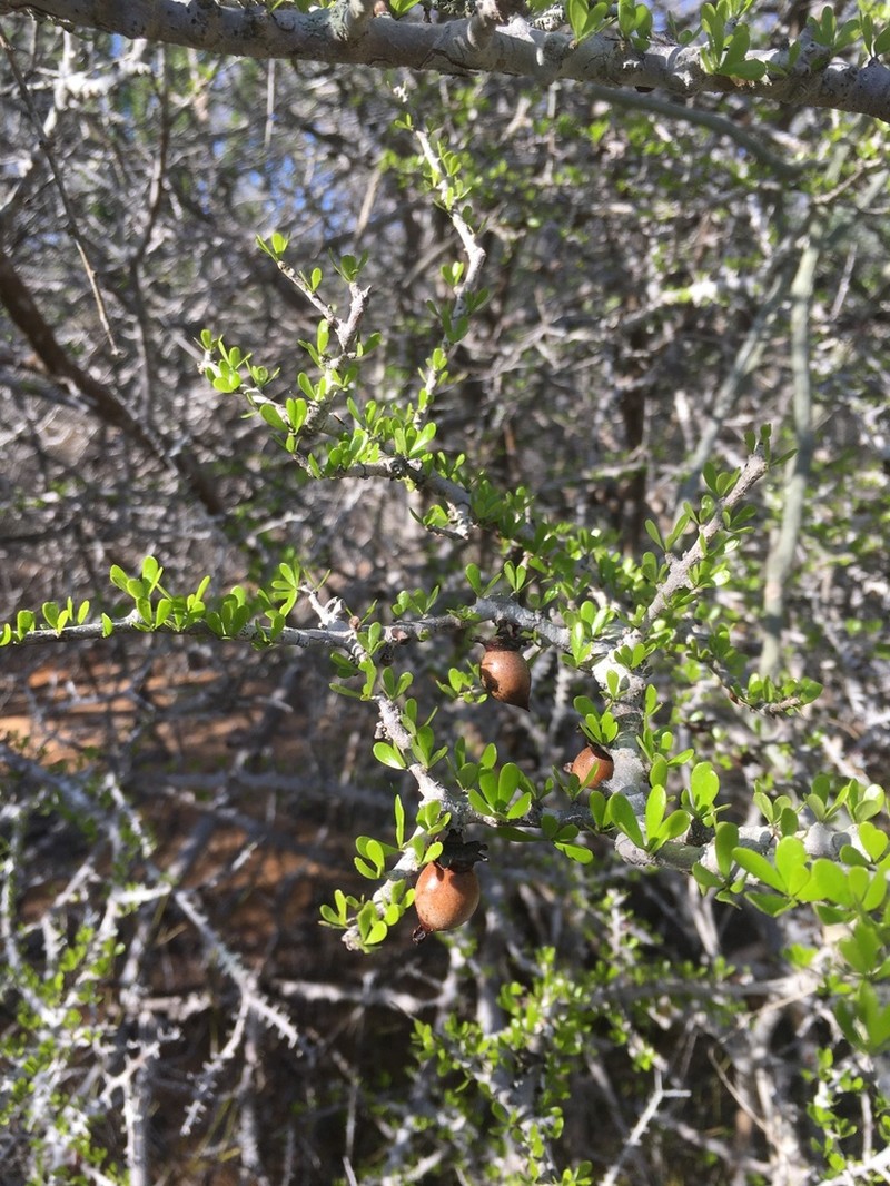 Diospyros humbertiana photo 2
