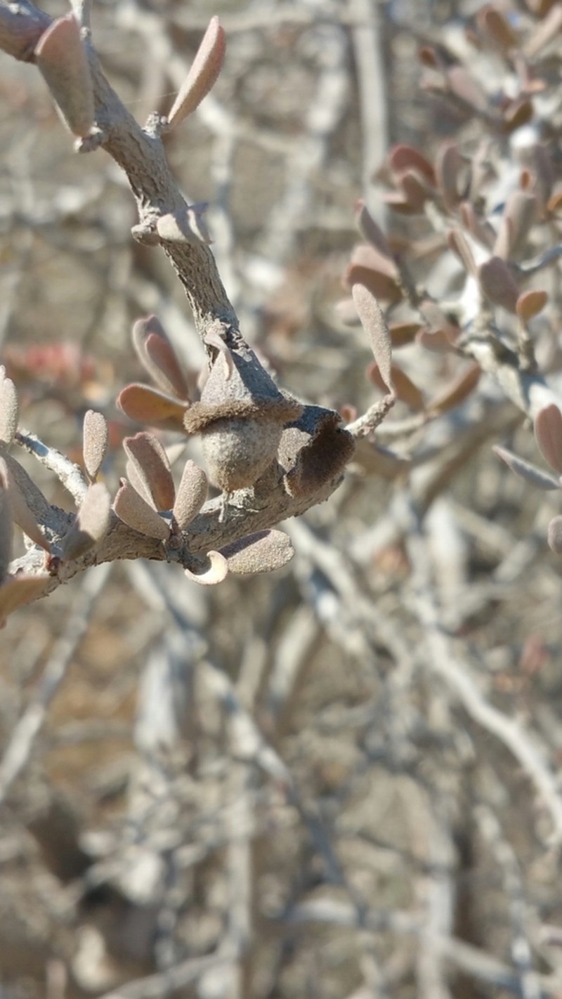 Diospyros humbertiana photo 3