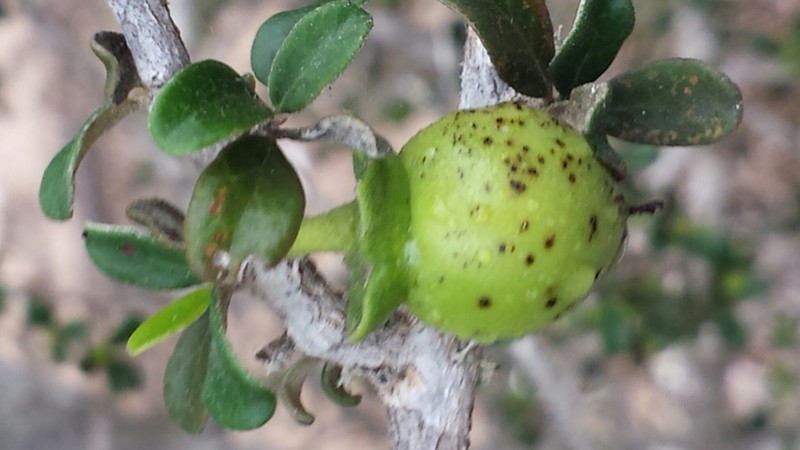 Diospyros humbertiana photo 4