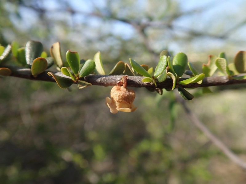 Diospyros humbertiana photo 5