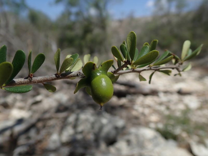 Diospyros humbertiana photo 6
