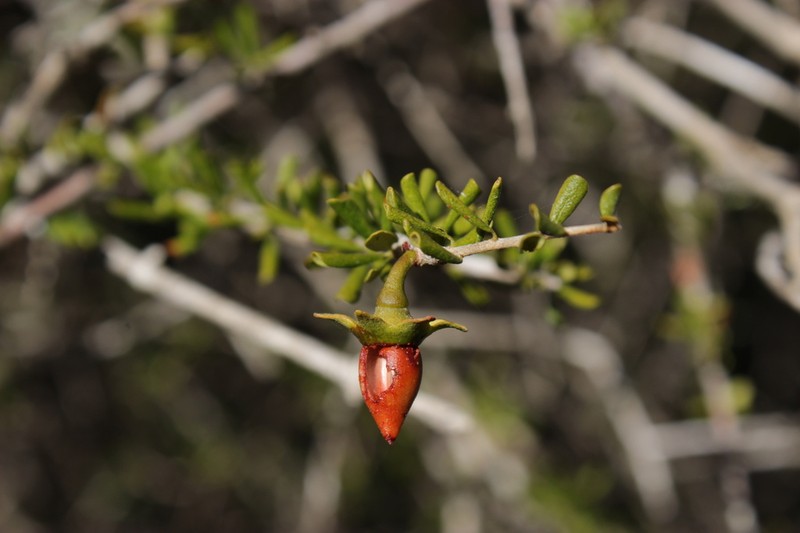 Diospyros humbertiana photo 7
