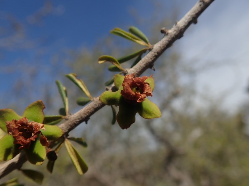 Diospyros humbertiana photo 8