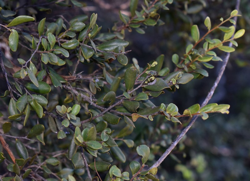 Diospyros humilis photo 3
