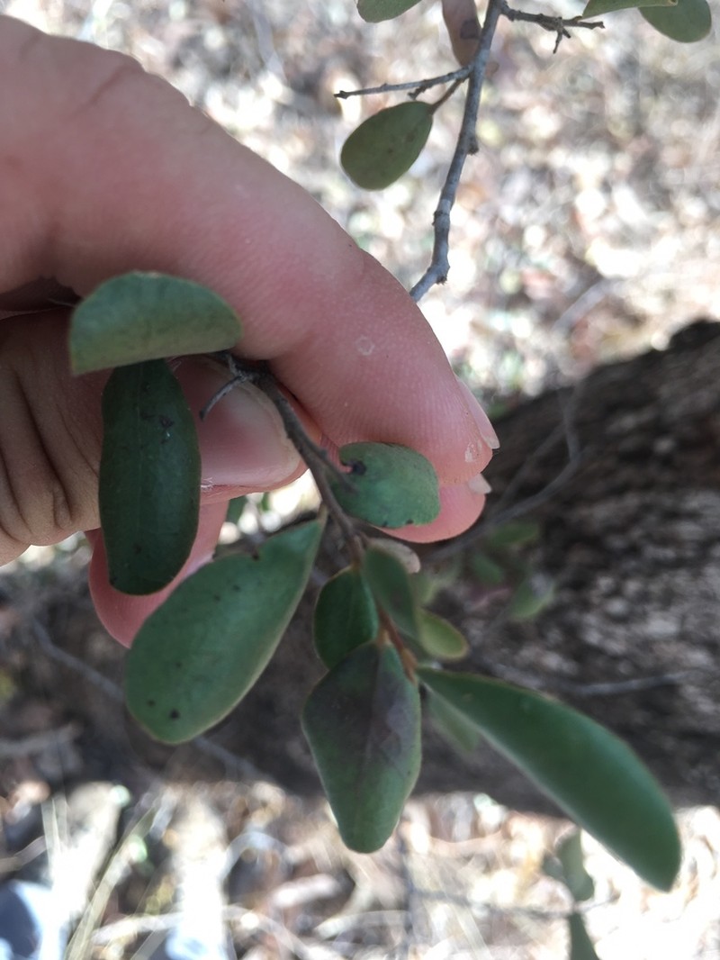 Diospyros humilis photo 4