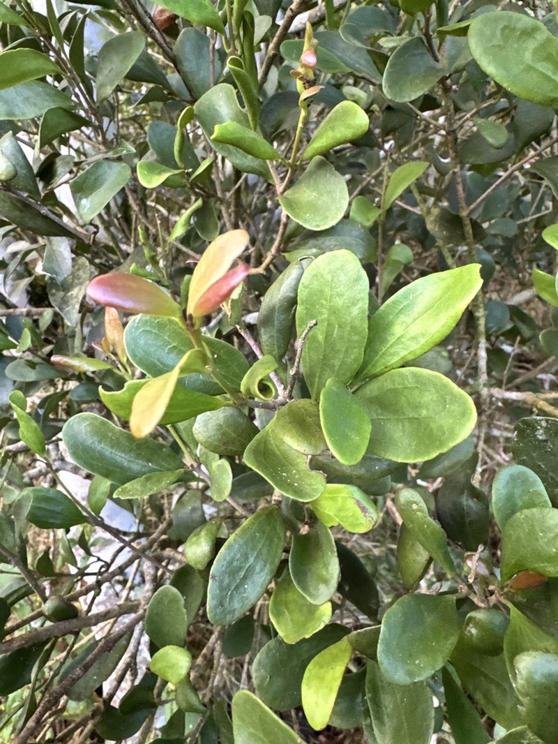 Diospyros humilis photo 6