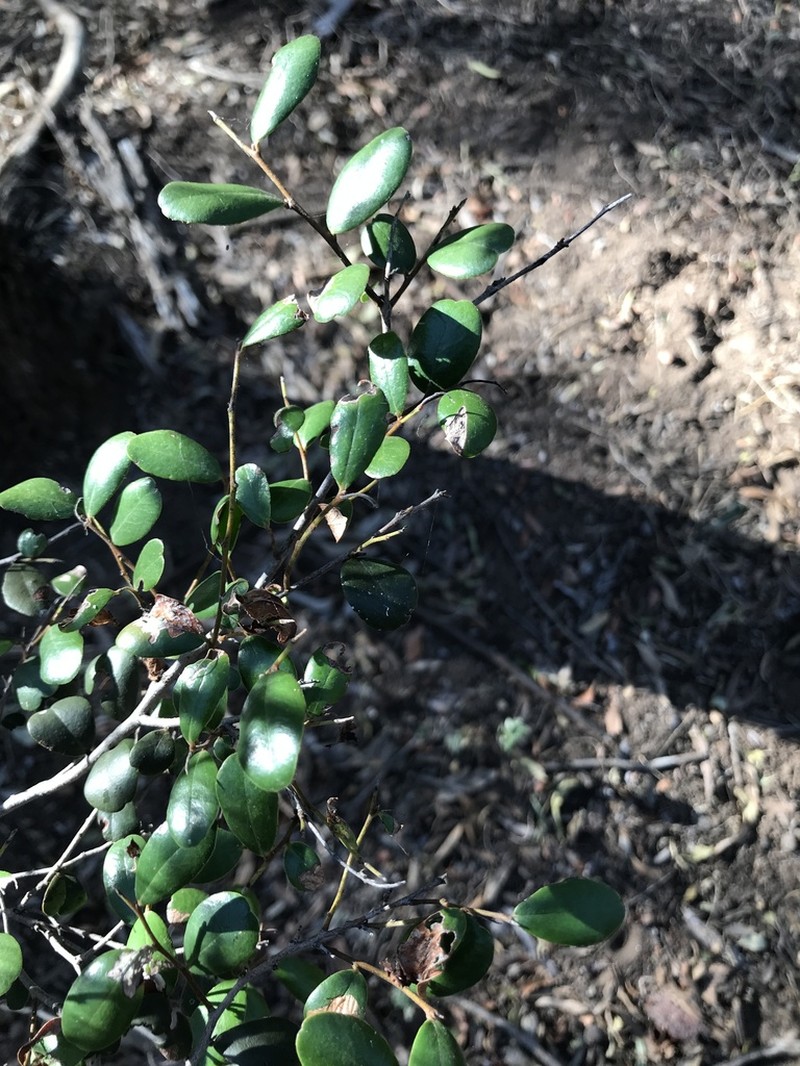 Diospyros humilis photo 7