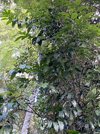 Diospyros impia
