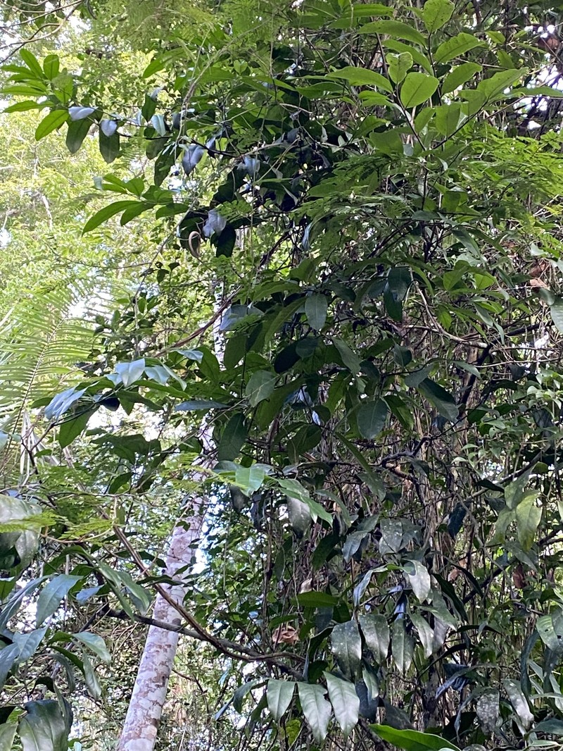Diospyros impia photo 2