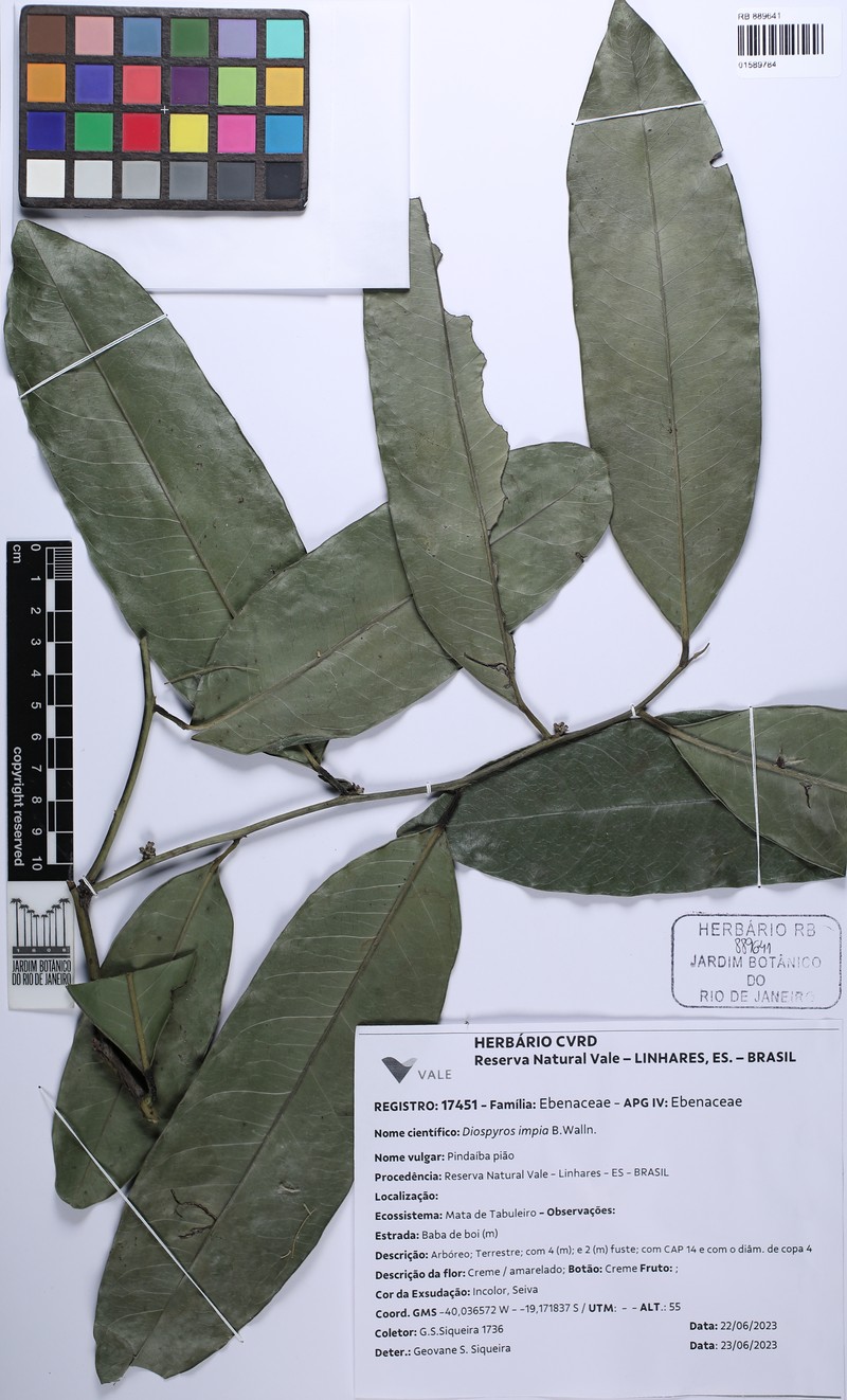 Diospyros impia photo 3