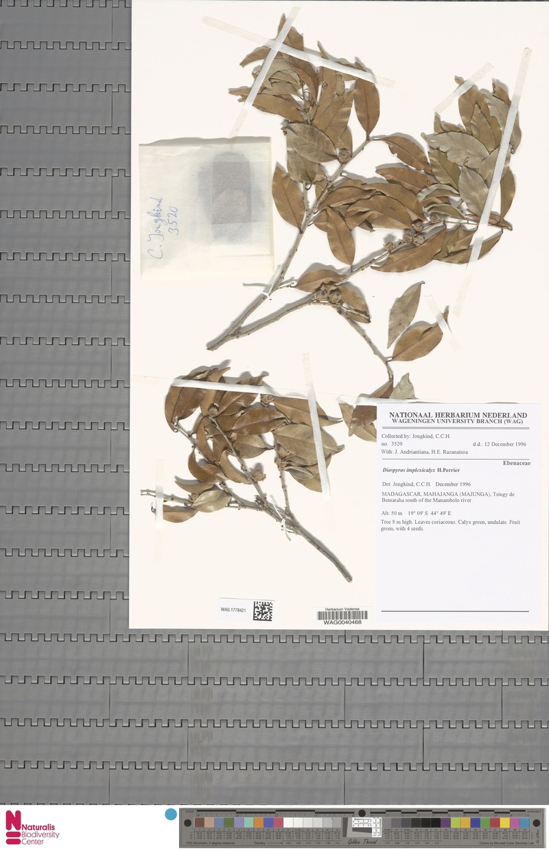 Diospyros implexicalyx