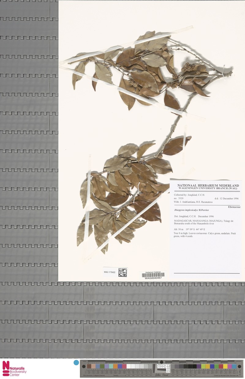 Diospyros implexicalyx photo 2