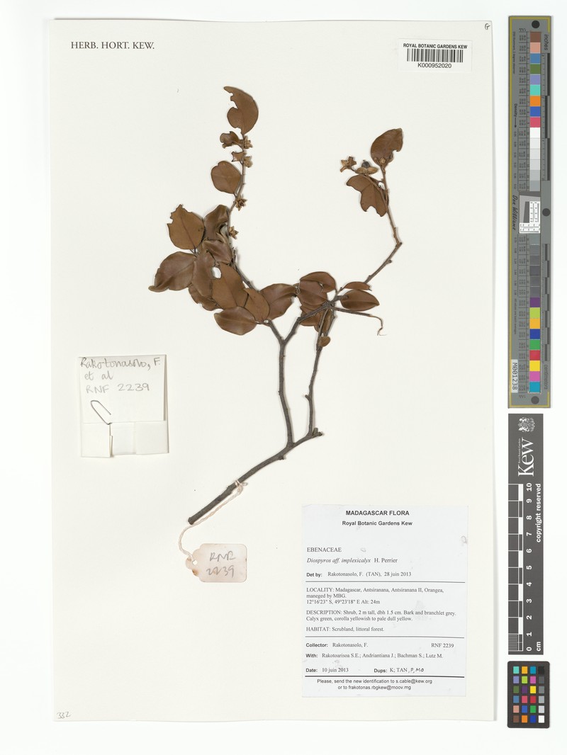 Diospyros implexicalyx photo 3