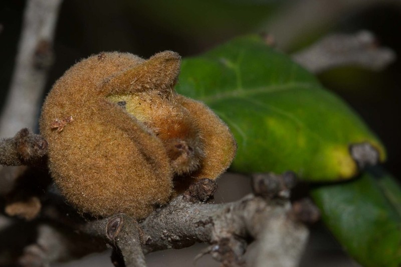 Diospyros impolita