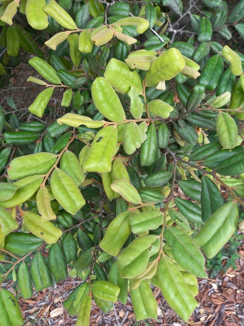 Diospyros impolita photo 2