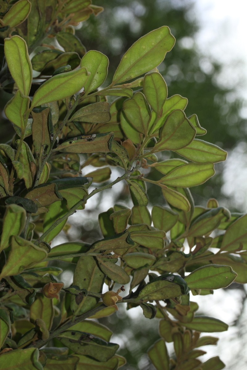 Diospyros impolita photo 3