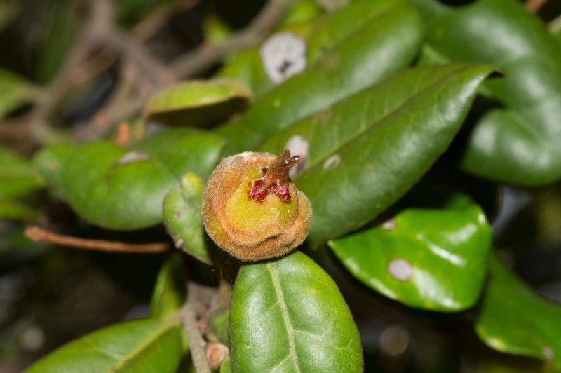 Diospyros impolita photo 4