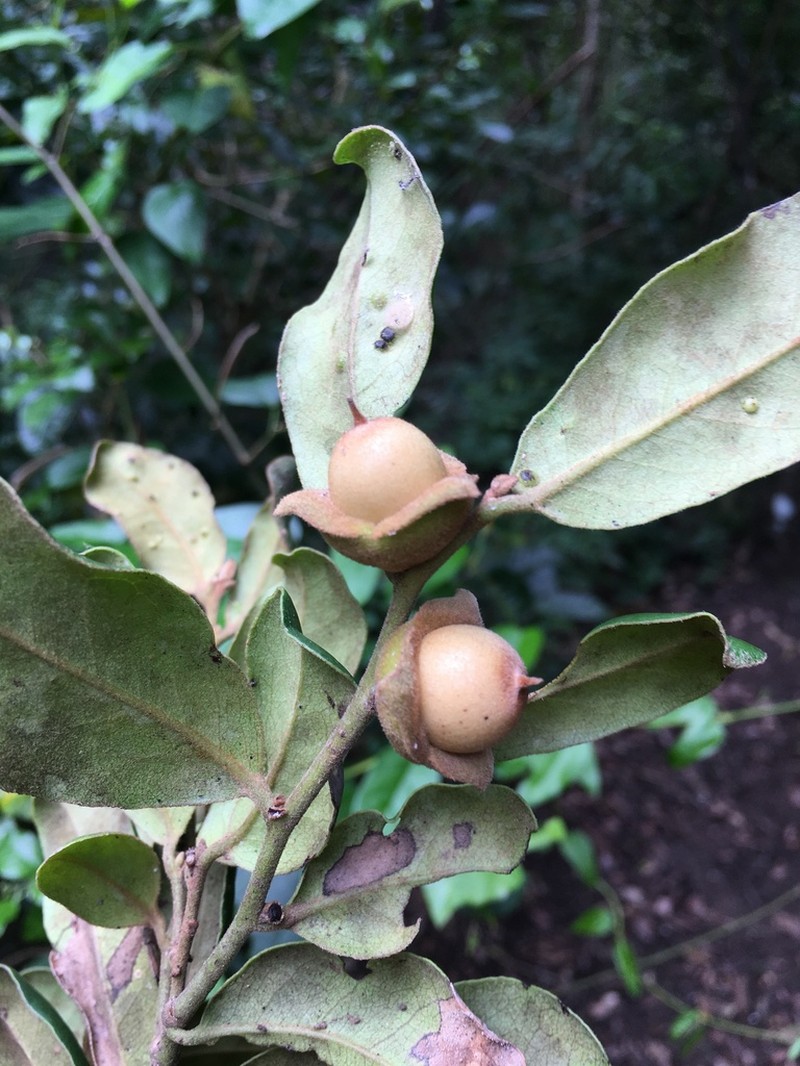 Diospyros impolita photo 5
