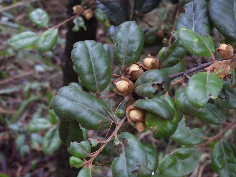 Diospyros impolita photo 6