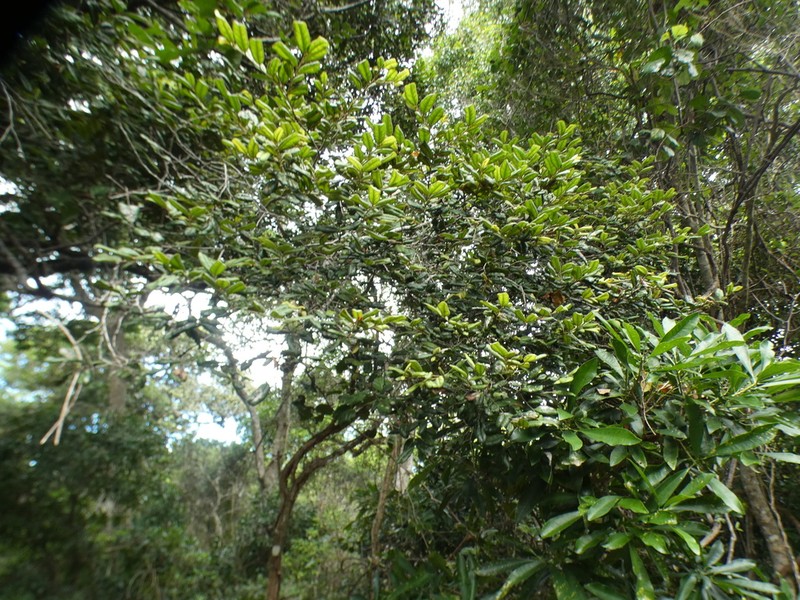 Diospyros impolita photo 7
