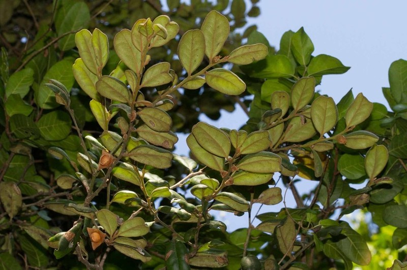 Diospyros impolita photo 8