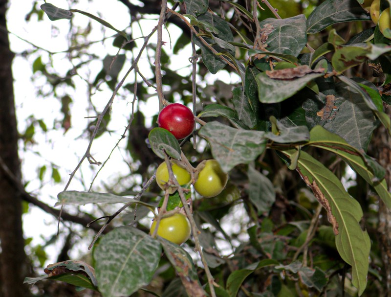 Diospyros inconstans photo 2