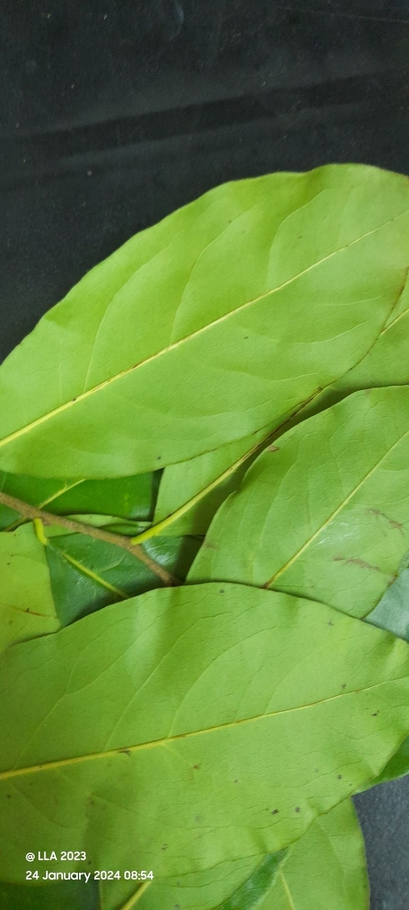 Diospyros inconstans photo 3
