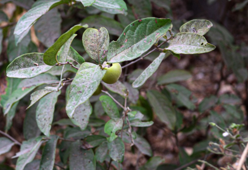 Diospyros inconstans photo 4