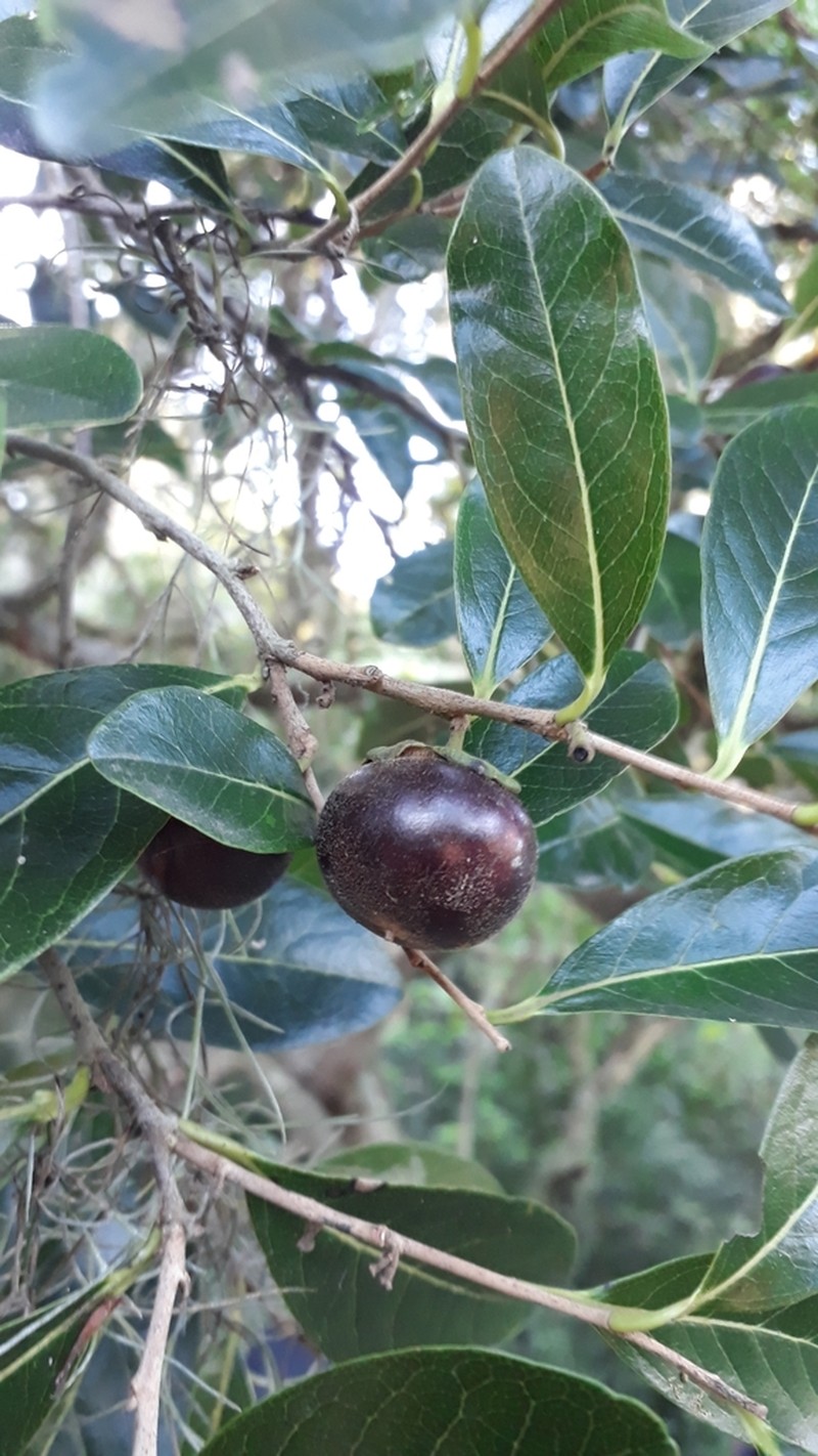Diospyros inconstans photo 5