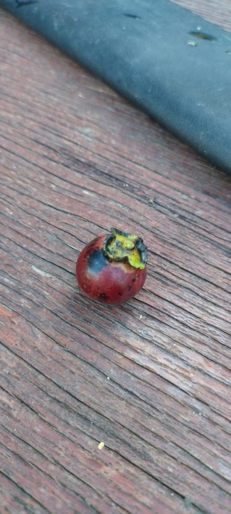 Diospyros inconstans photo 6