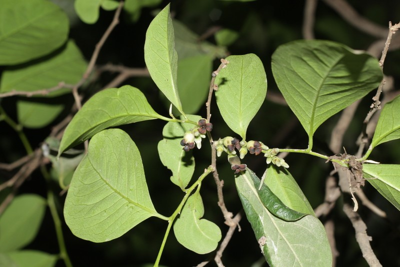 Diospyros inconstans photo 7
