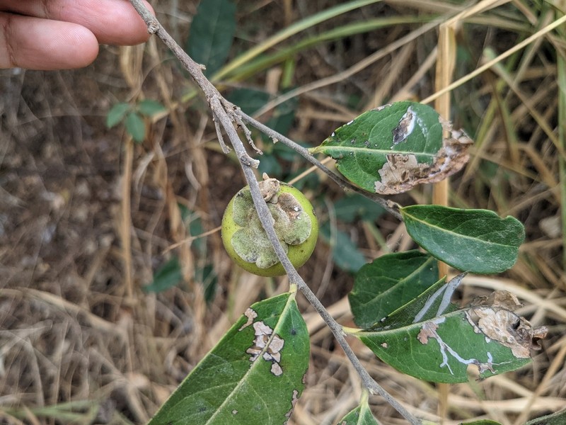 Diospyros inconstans photo 8