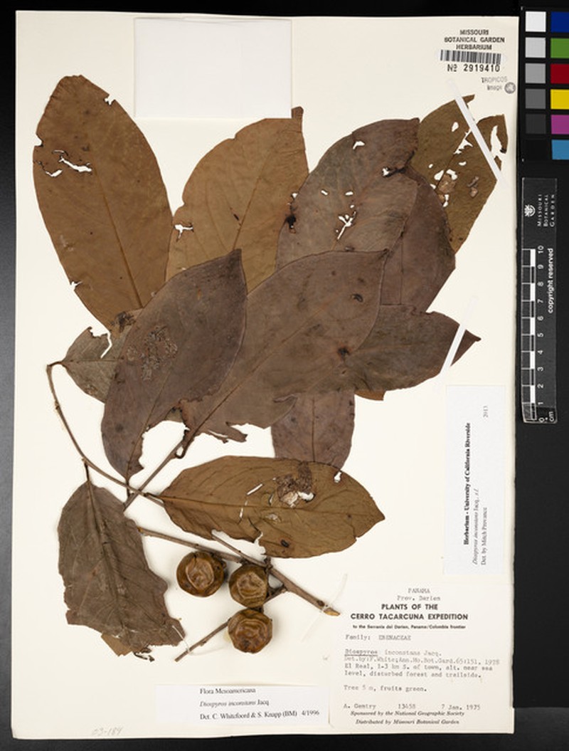 Diospyros inconstans subsp. darienk