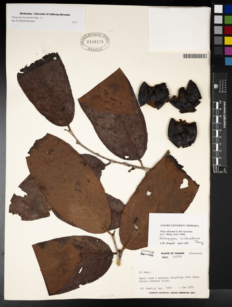 Diospyros inconstans subsp. darienk photo 2