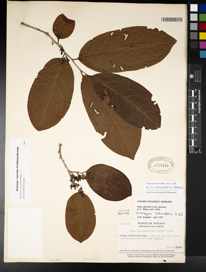 Diospyros inconstans subsp. darienk photo 3