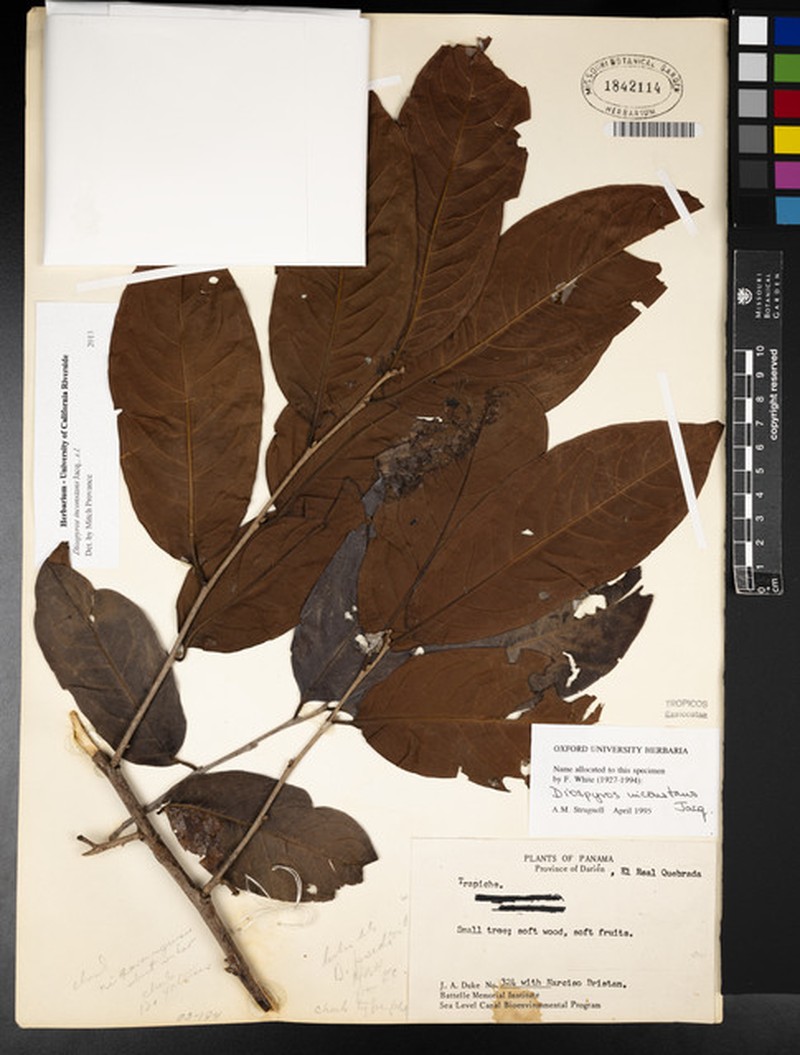 Diospyros inconstans subsp. darienk photo 4