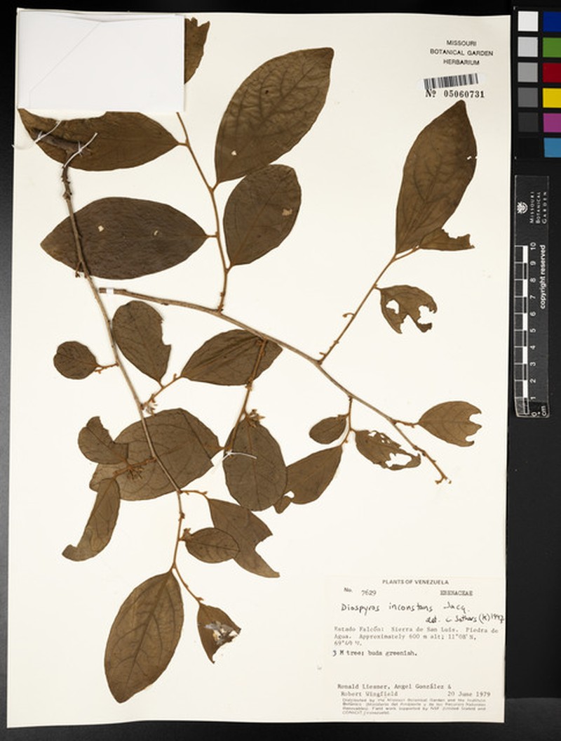 Diospyros inconstans subsp. delgadoi