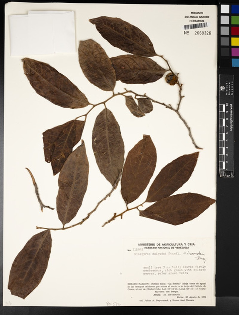 Diospyros inconstans subsp. delgadoi photo 2