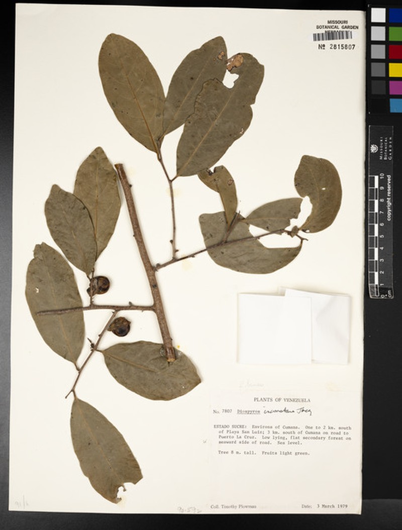 Diospyros inconstans subsp. inconstans
