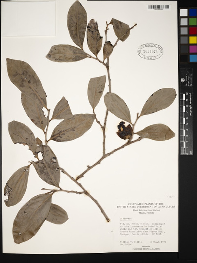 Diospyros inconstans subsp. inconstans photo 2