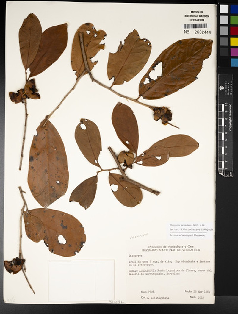 Diospyros inconstans subsp. inconstans photo 3